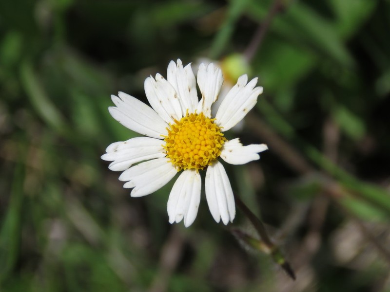 Alloispermum palmeri photo 2