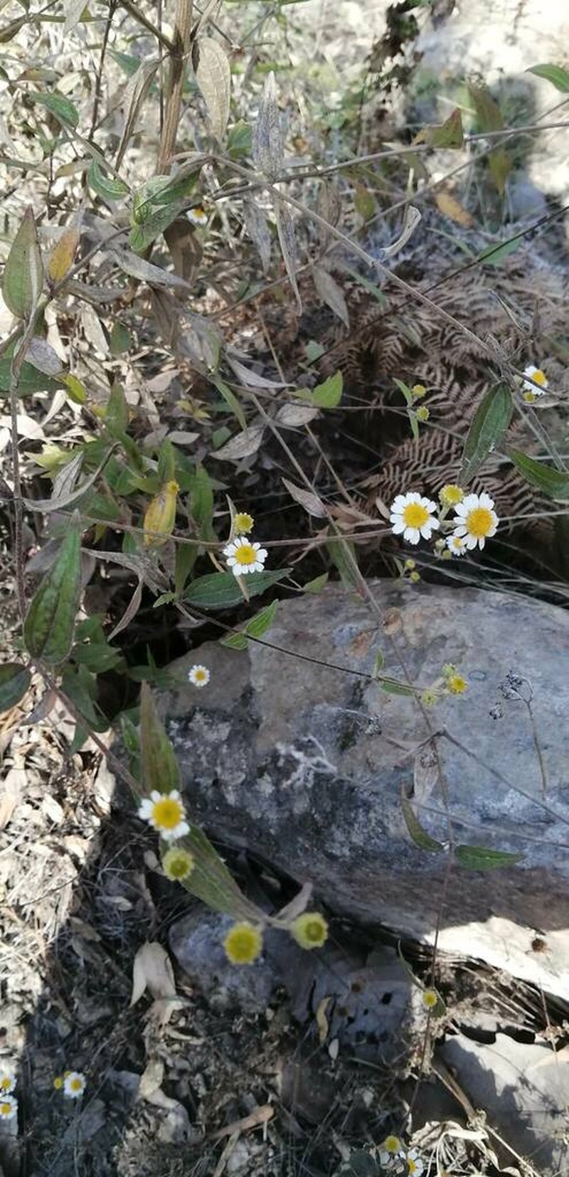 Alloispermum palmeri photo 3