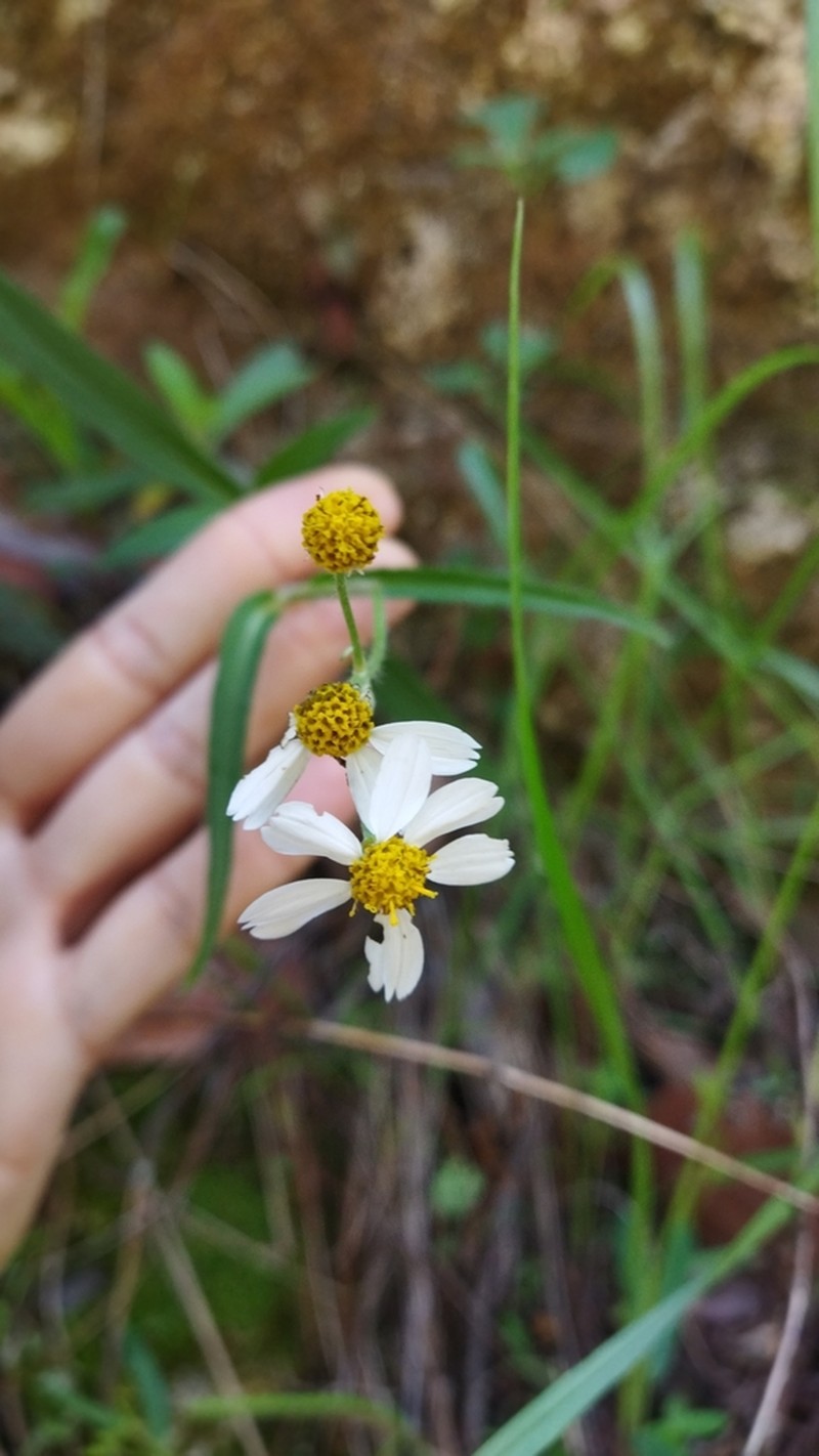 Alloispermum palmeri photo 4