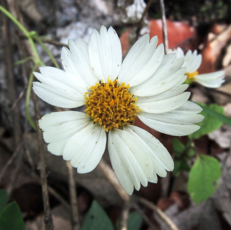 Alloispermum palmeri photo 5