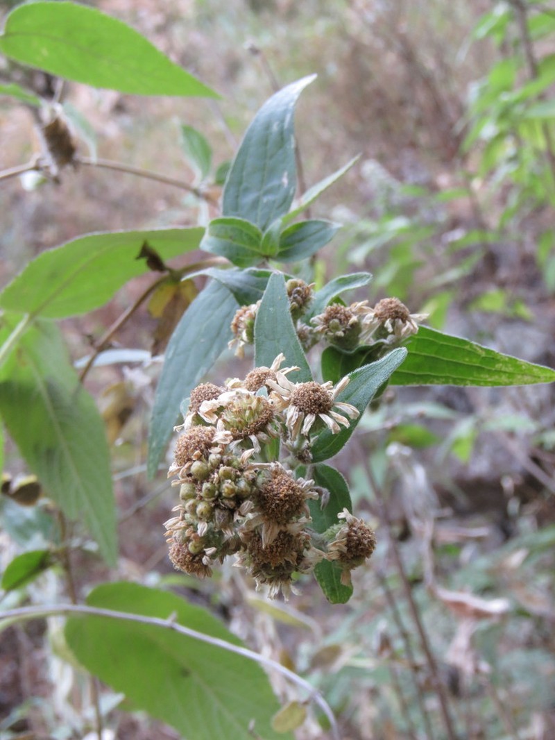 Alloispermum palmeri photo 6