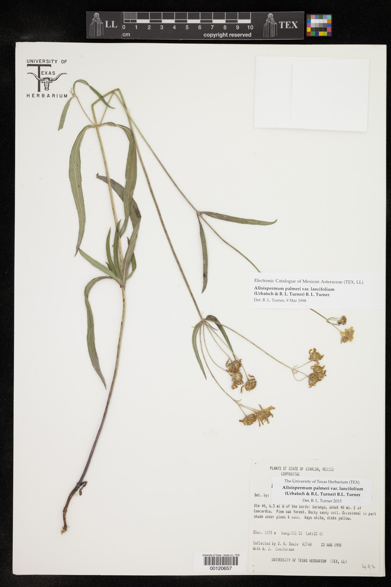 Alloispermum palmeri var. lancifolium