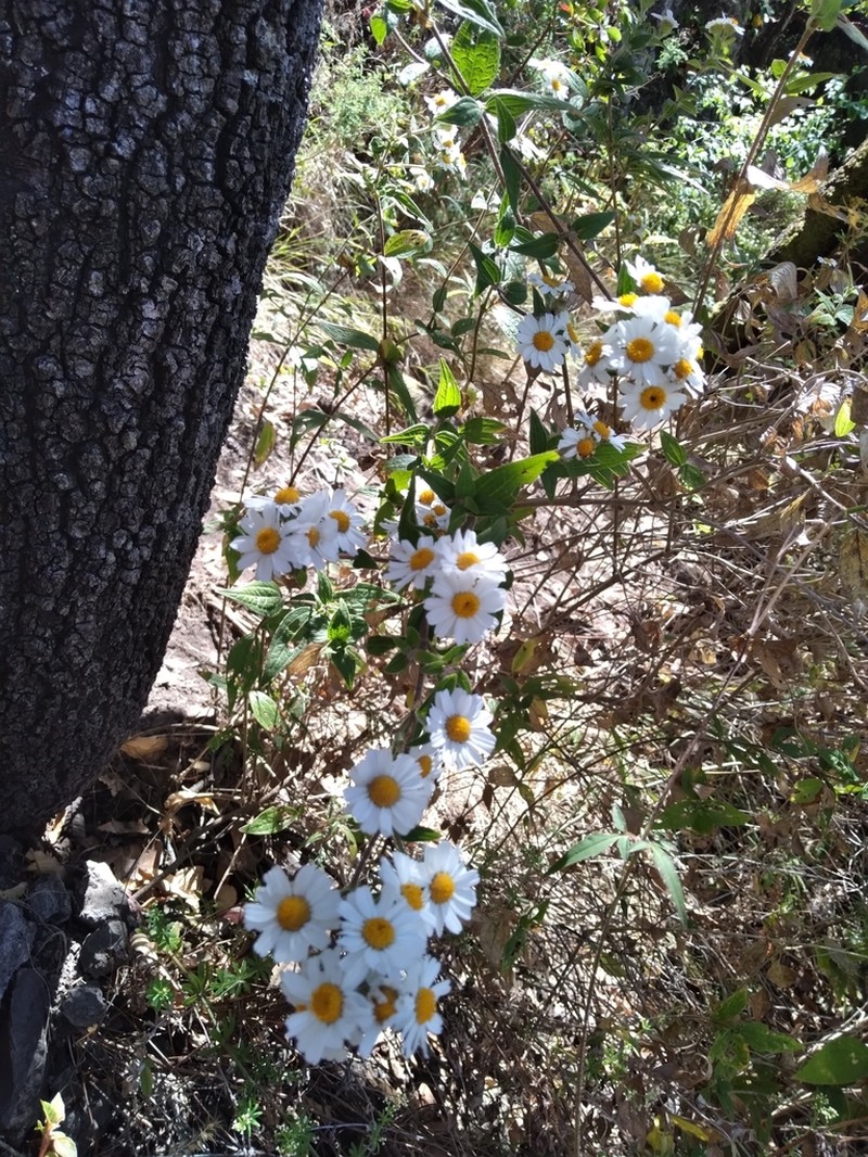Alloispermum scabrifolium
