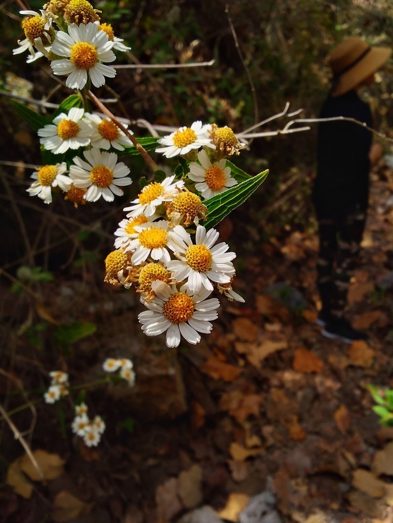 Alloispermum scabrifolium photo 2