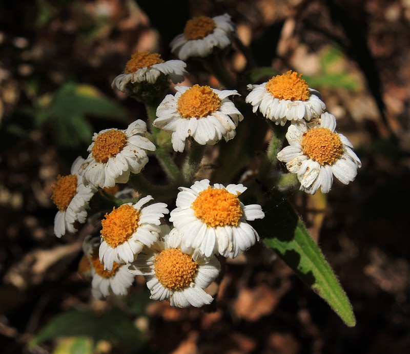 Alloispermum scabrifolium photo 3
