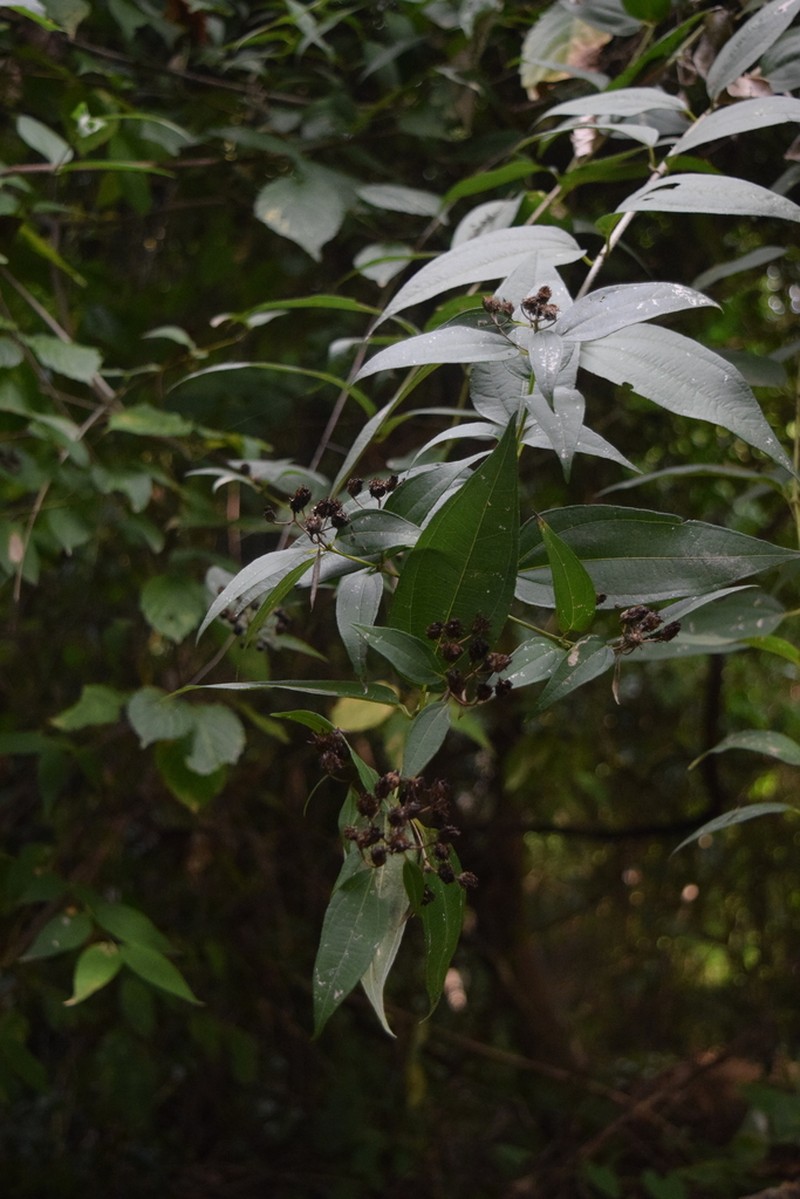 Alloispermum scabrifolium photo 4