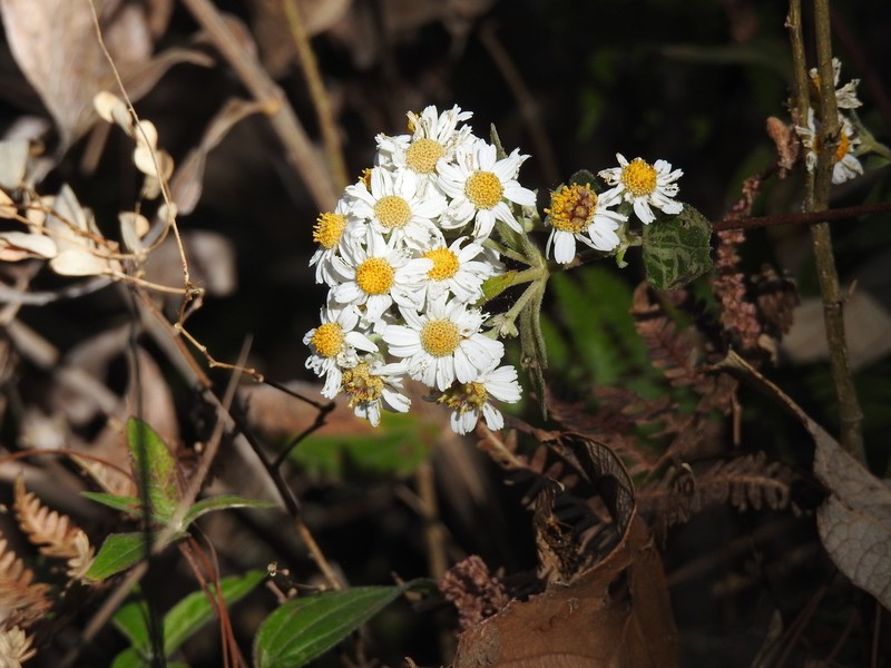 Alloispermum scabrifolium photo 5