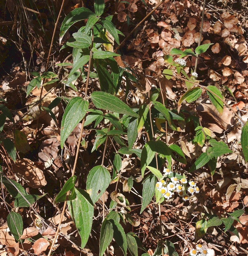 Alloispermum scabrifolium photo 7