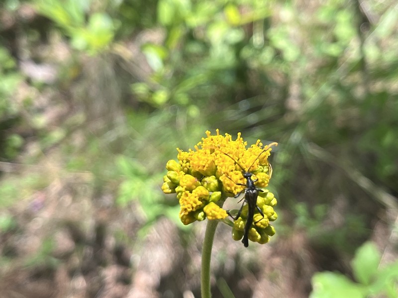 Alloispermum scabrum