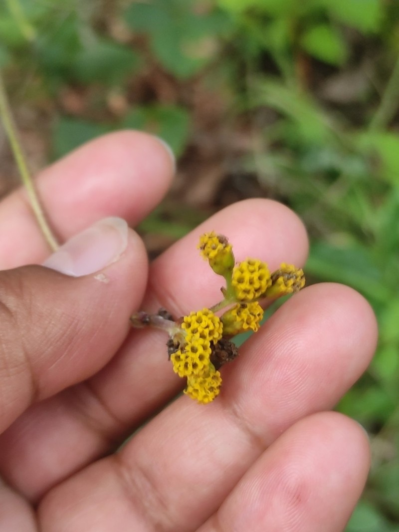 Alloispermum scabrum photo 2