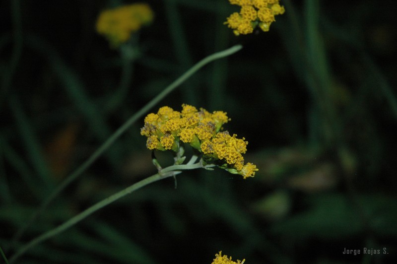 Alloispermum scabrum photo 3