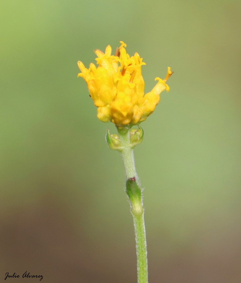 Alloispermum scabrum photo 4