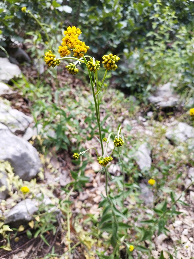 Alloispermum scabrum photo 5