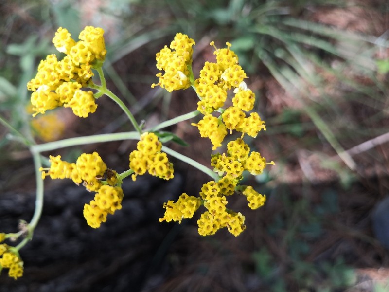 Alloispermum scabrum photo 6