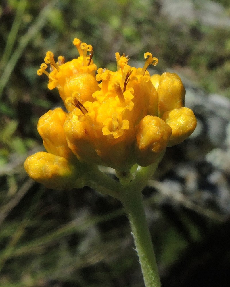 Alloispermum scabrum photo 7