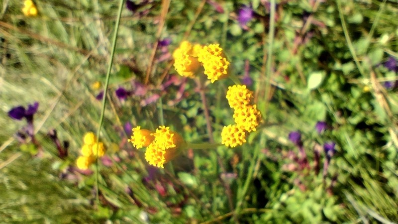 Alloispermum scabrum photo 8