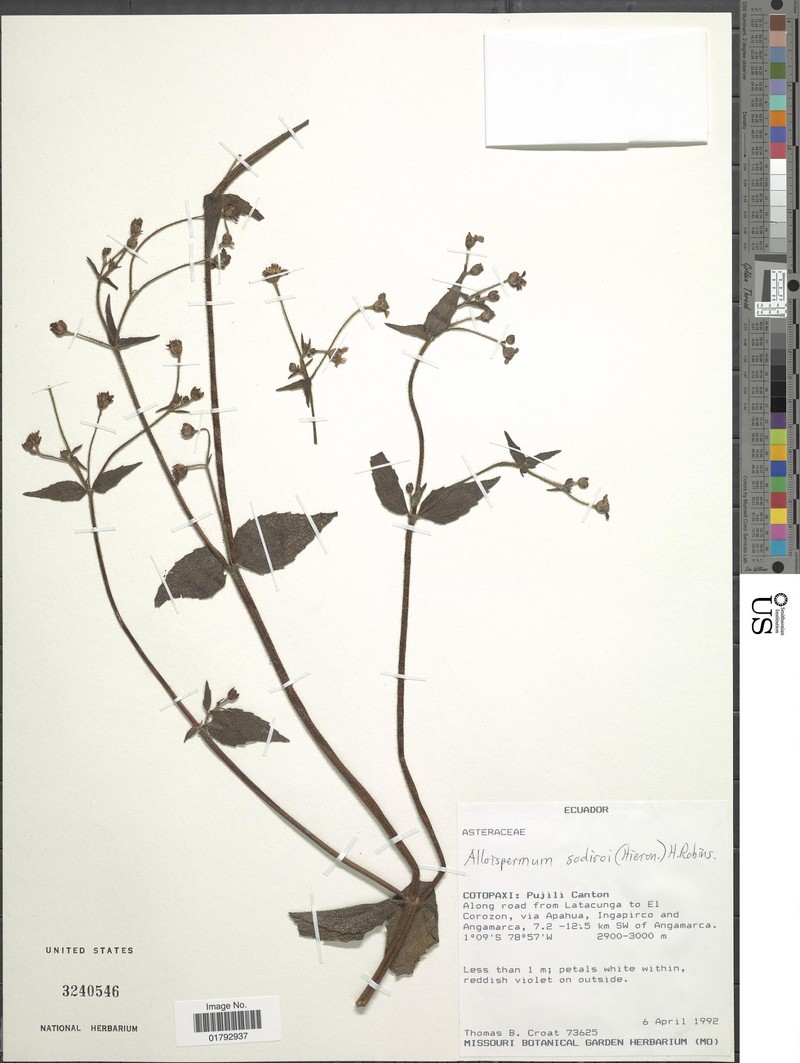 Alloispermum sodiroi photo 2