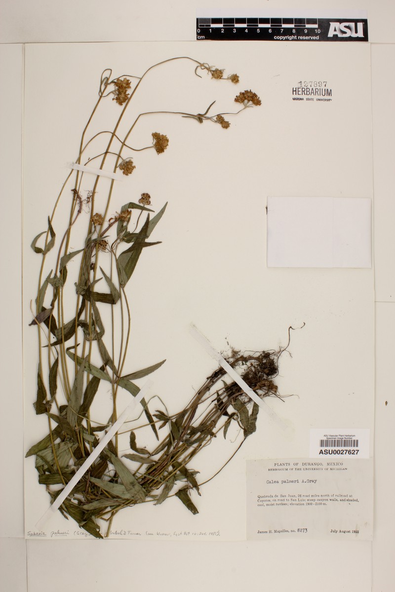 Alloispermum sodiroi