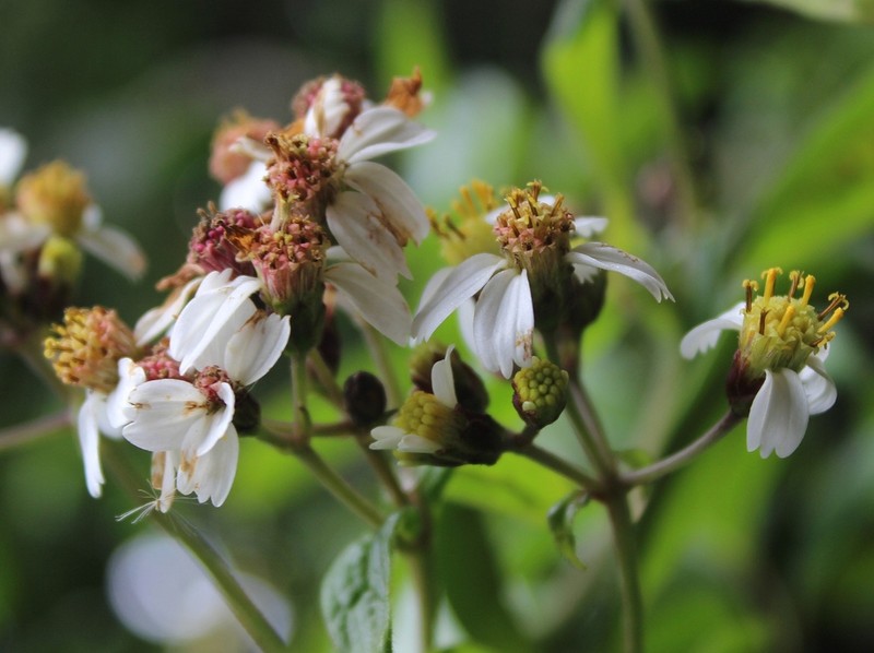 Alloispermum steyermarkii