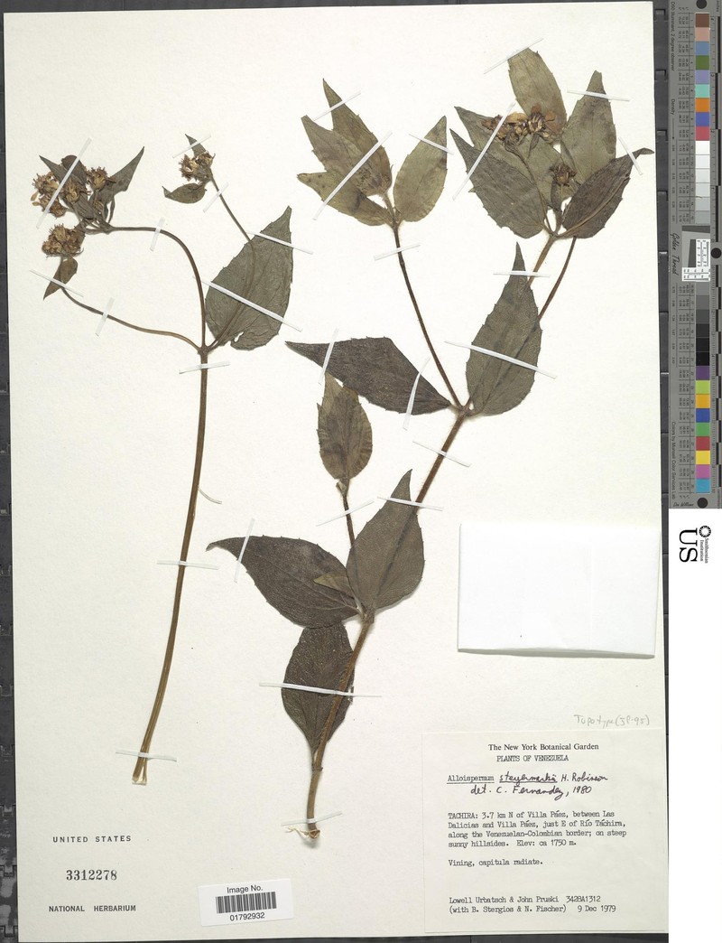 Alloispermum steyermarkii photo 2