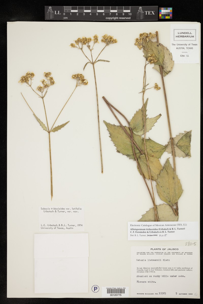 Alloispermum tridacoides