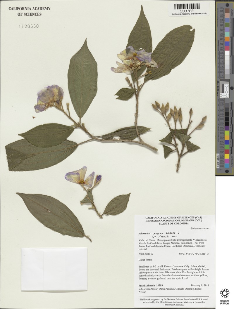 Allomaieta caucana