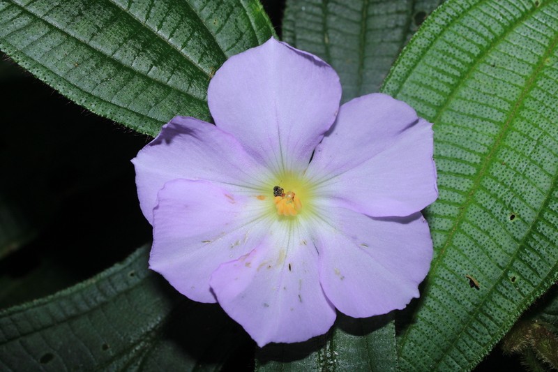 Allomaieta grandiflora