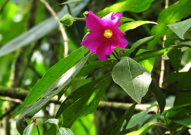 Allomaieta hirsuta