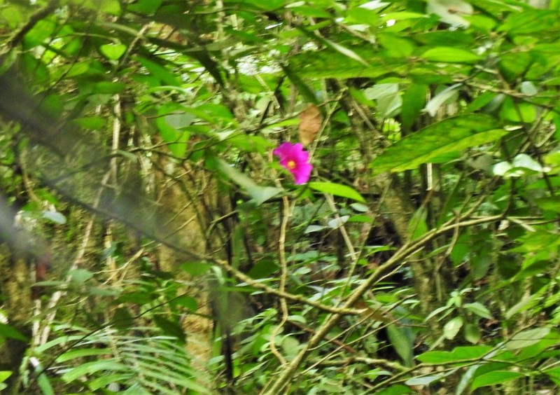 Allomaieta hirsuta photo 2