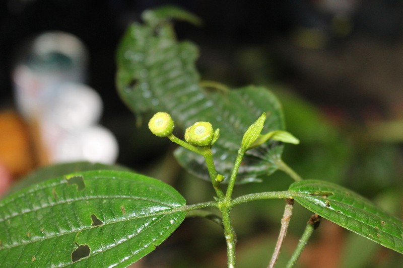 Allomaieta javierbarrigae
