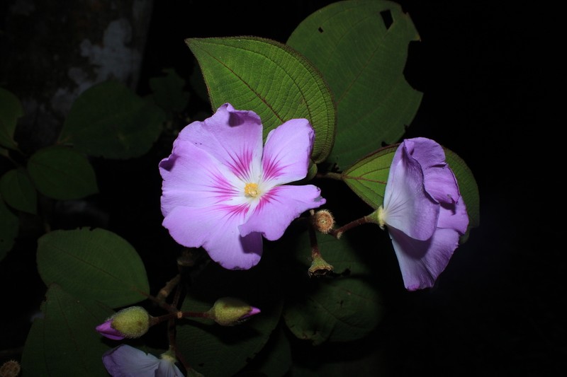 Allomaieta pancurana
