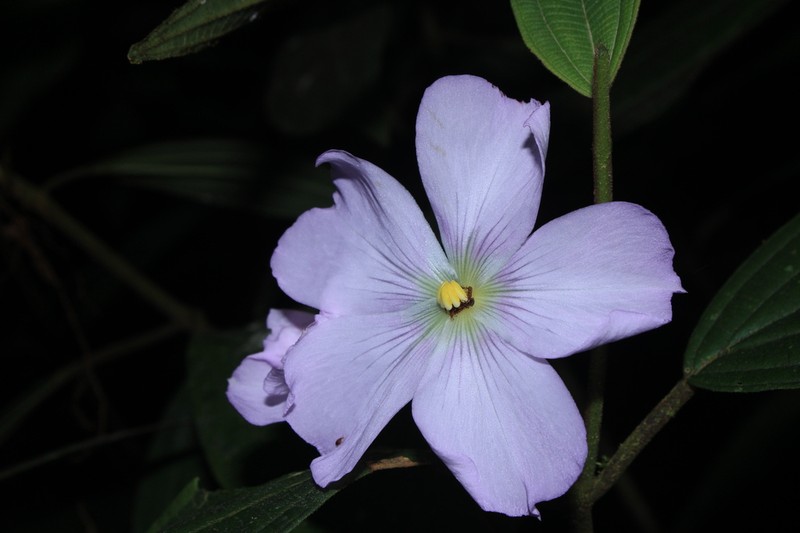 Allomaieta strigosa