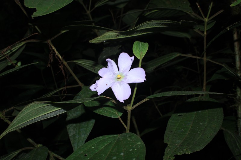 Allomaieta strigosa photo 2