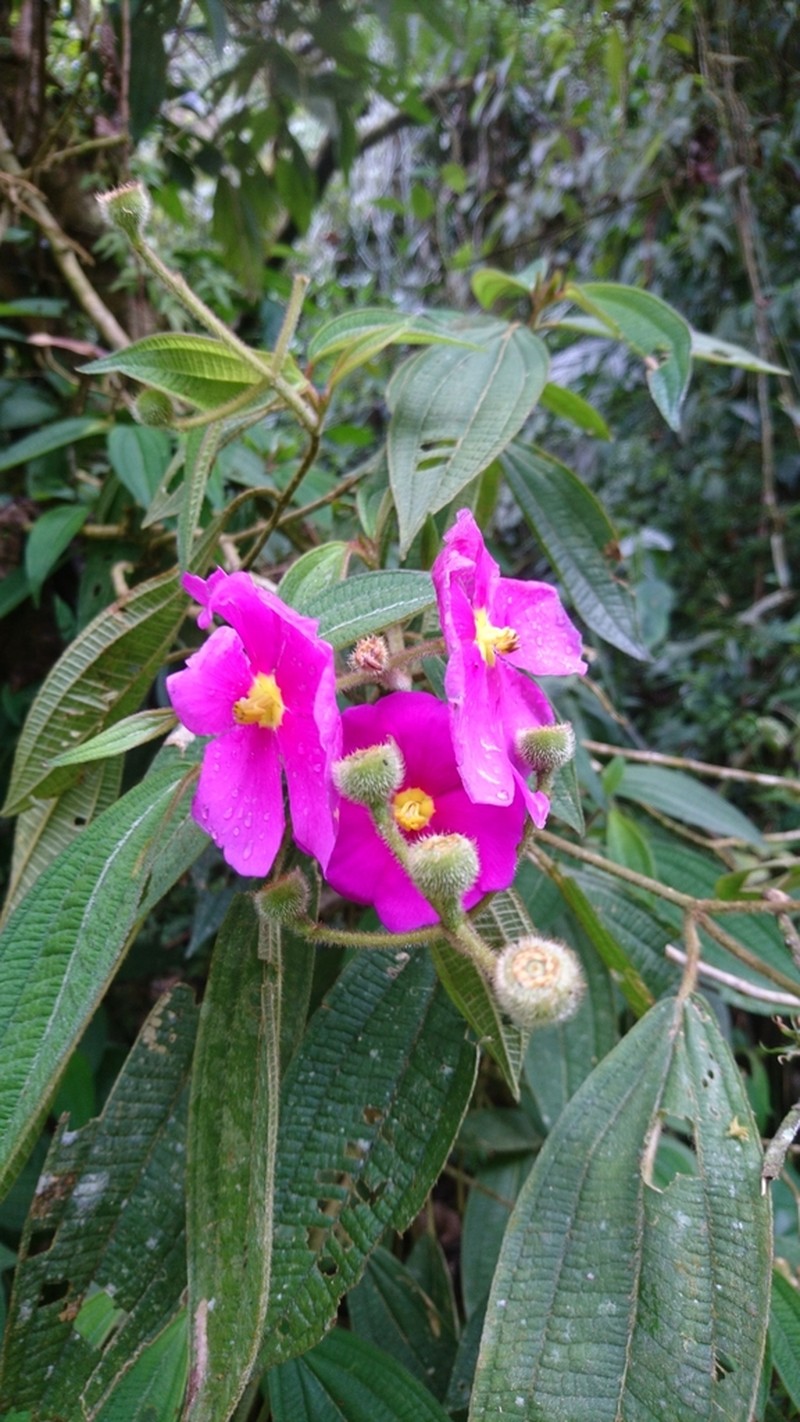 Allomaieta villosa
