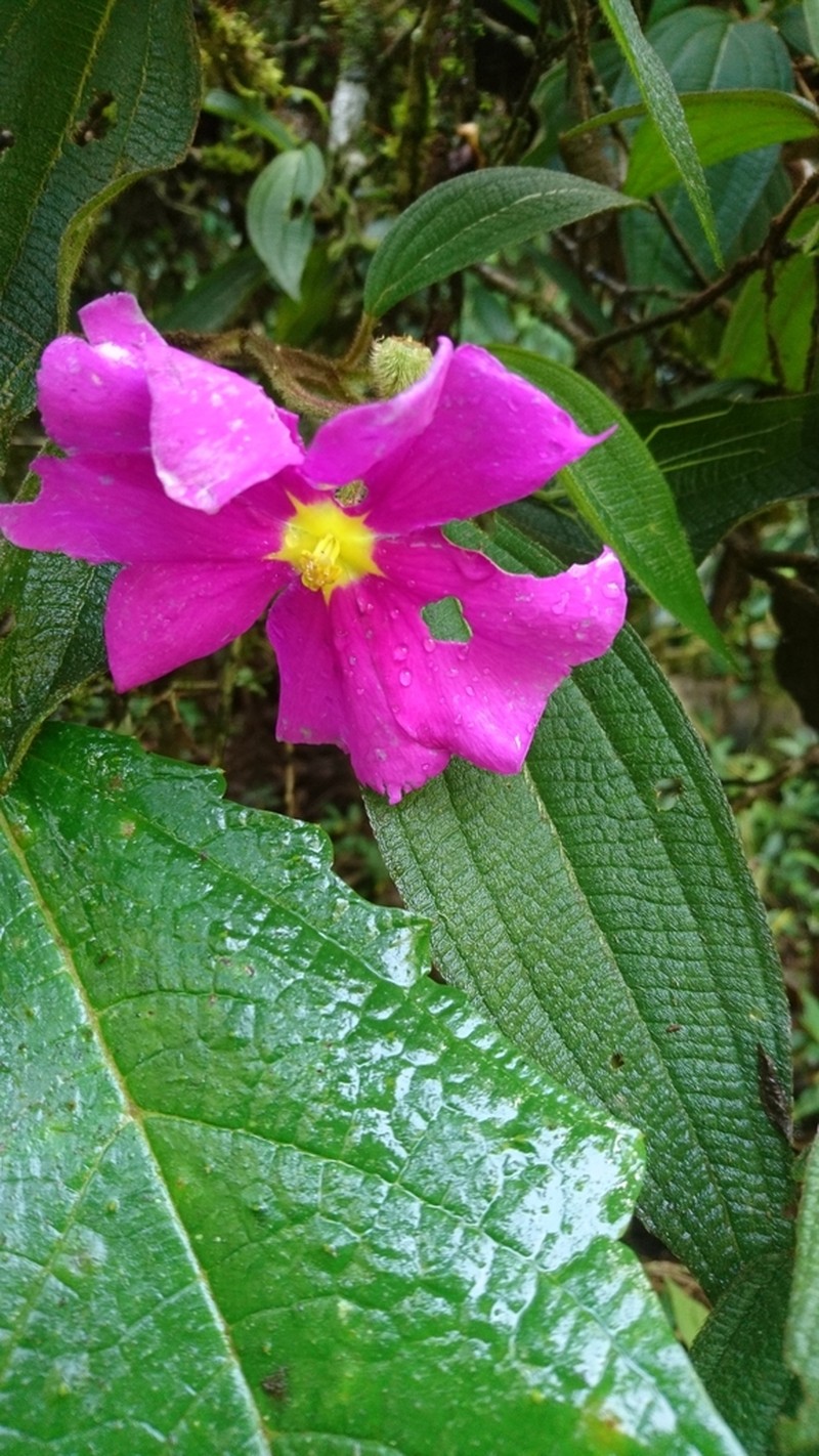 Allomaieta villosa photo 2