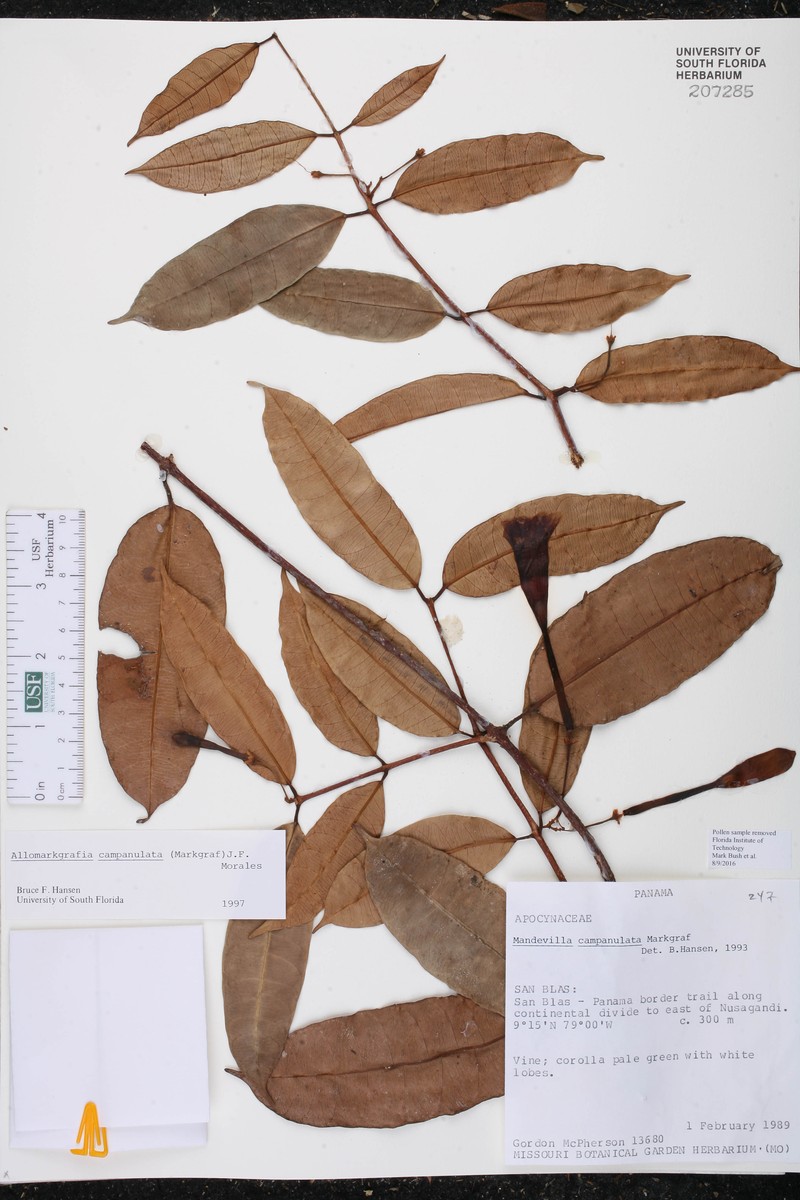 Allomarkgrafia campanulata