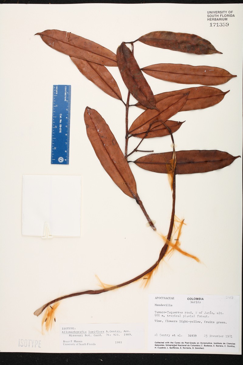 Allomarkgrafia laxiflora