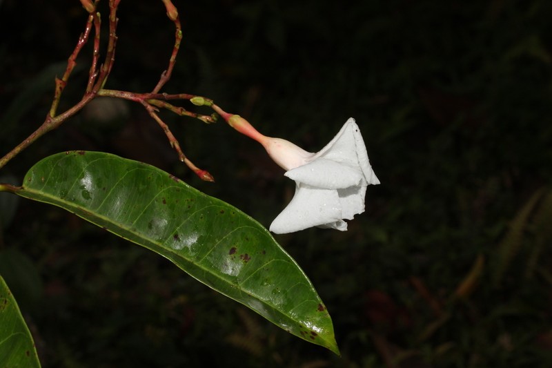 Allomarkgrafia plumeriiflora