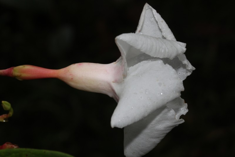 Allomarkgrafia plumeriiflora photo 4