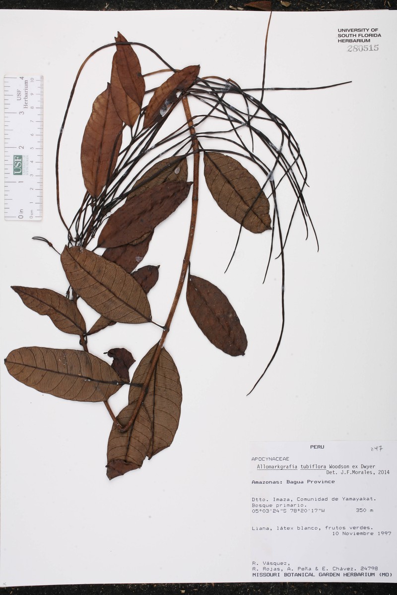 Allomarkgrafia tubiflora