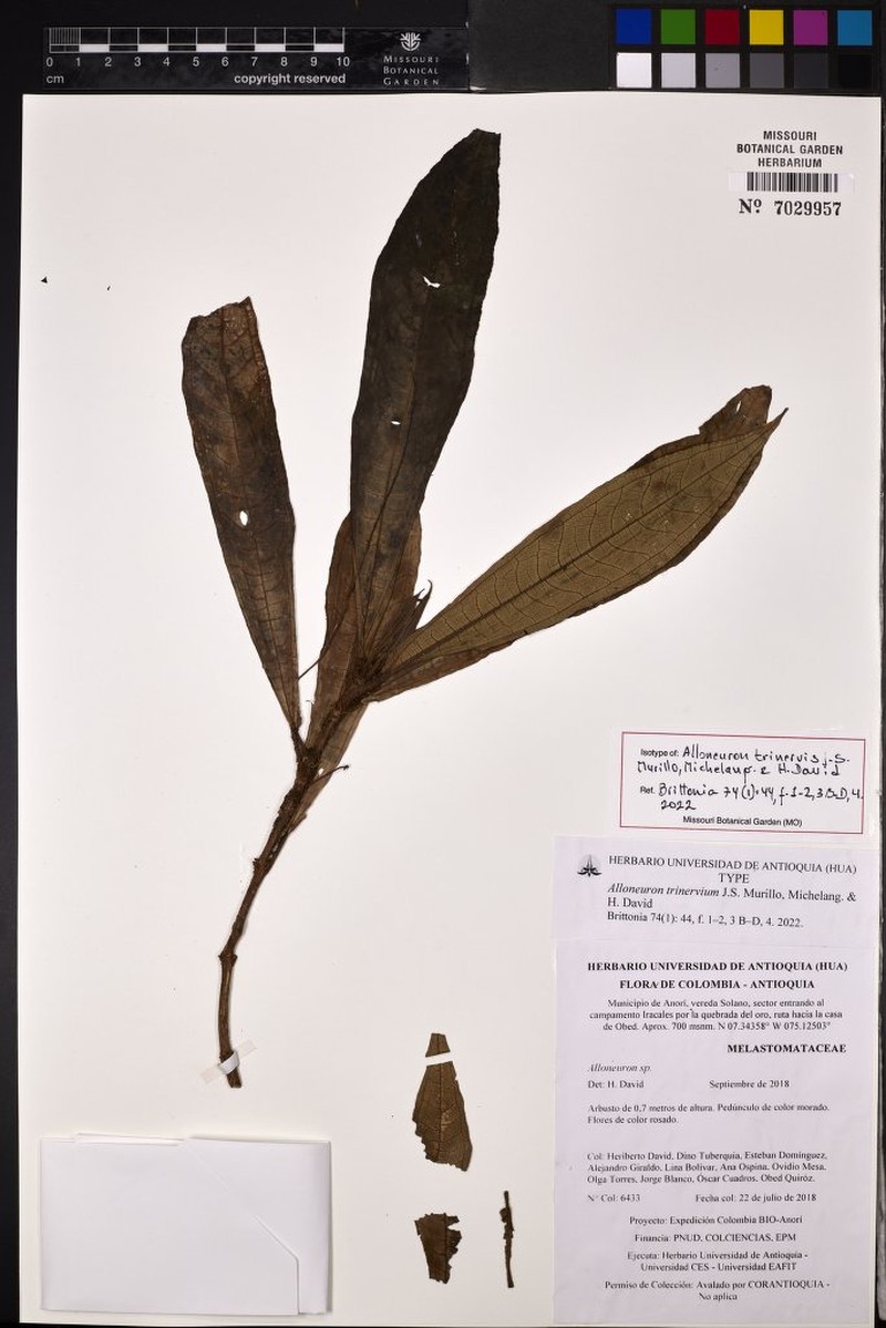 Alloneuron trinervium