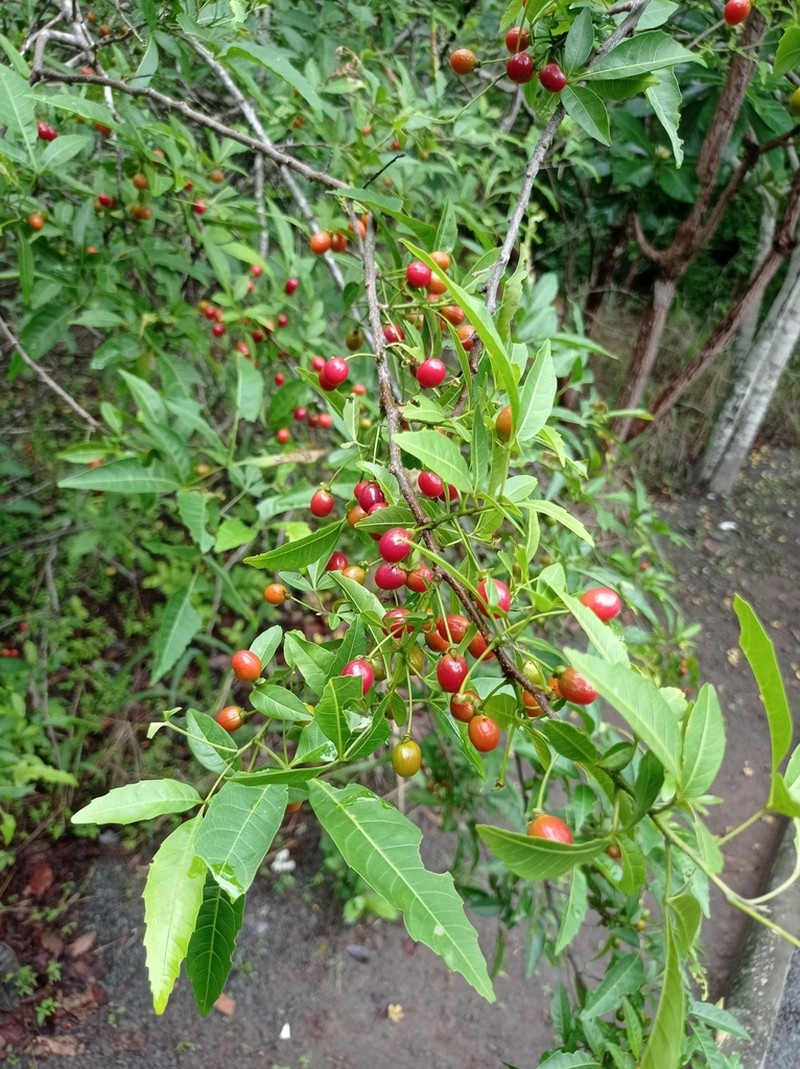 Allophylastrum frutescens
