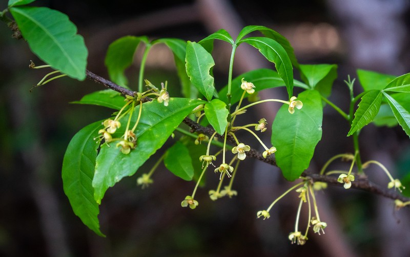 Allophylastrum frutescens photo 2