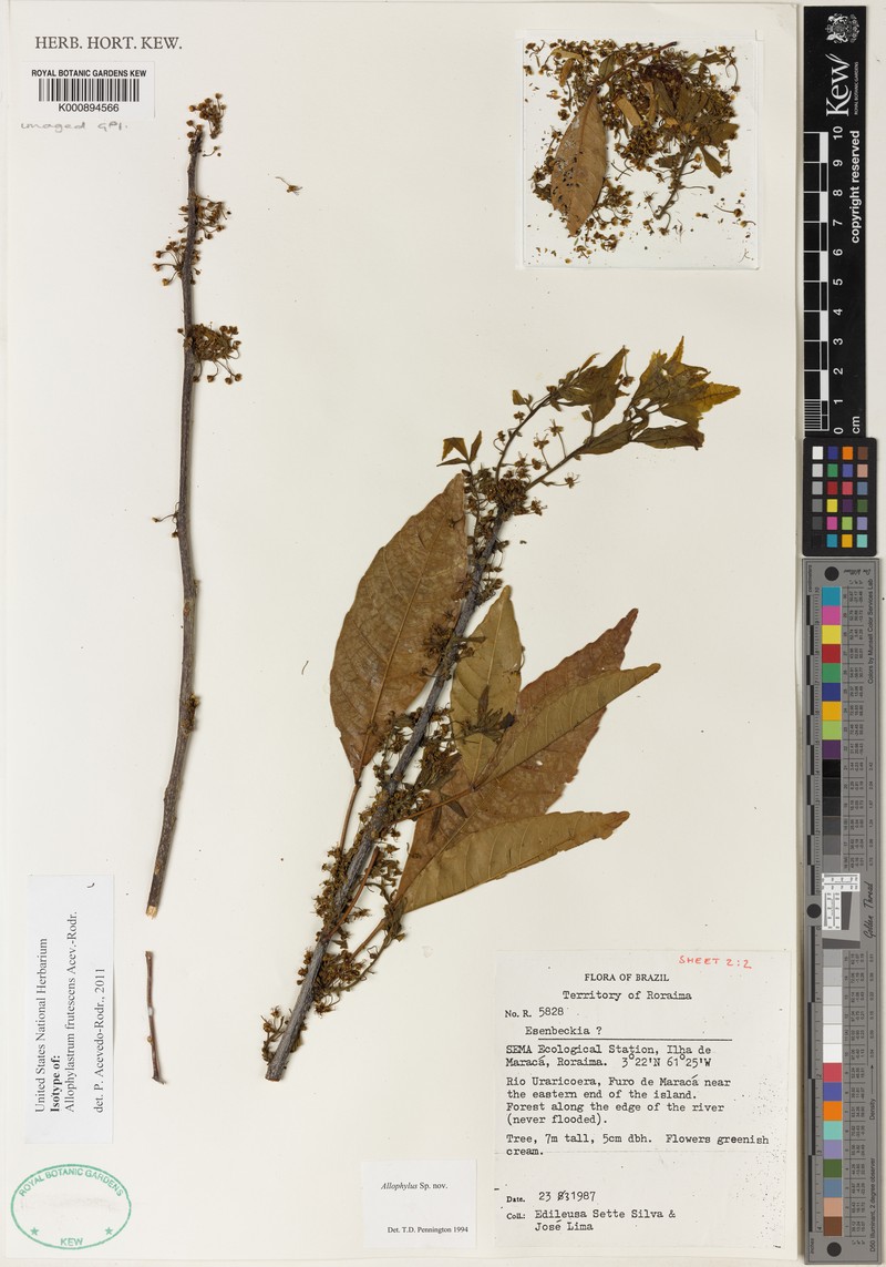 Allophylastrum frutescens photo 4