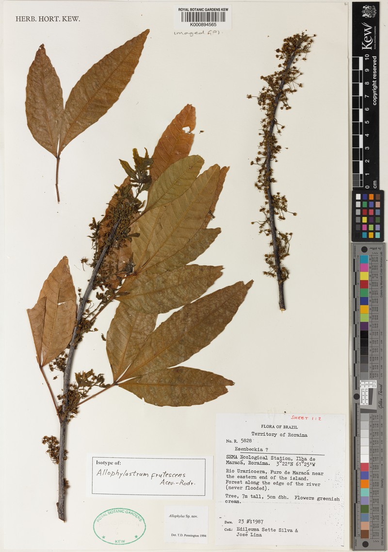 Allophylastrum frutescens photo 5