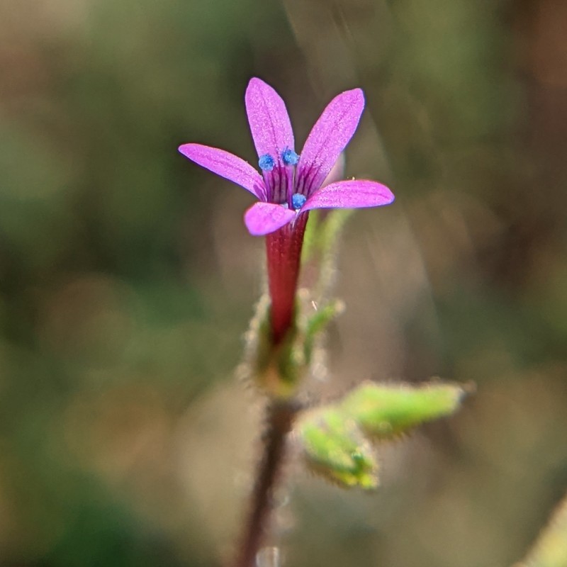 Purple False Gilyflower