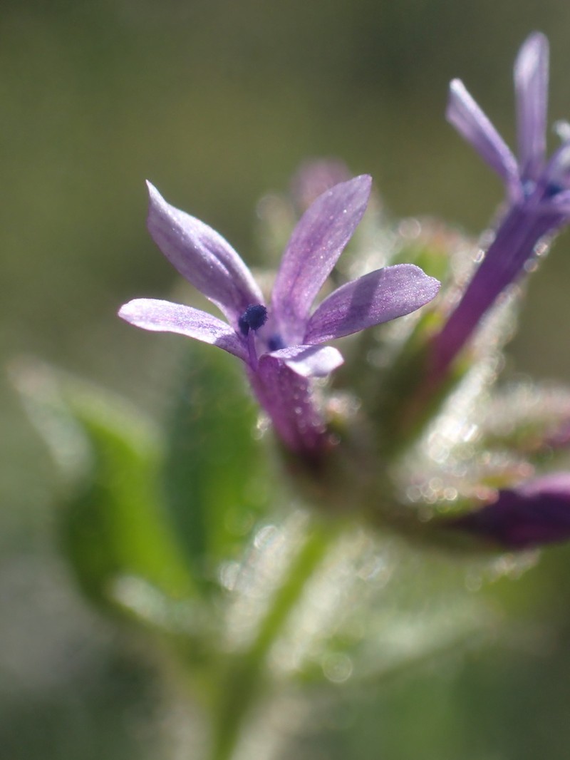 Purple False Gilyflower photo 2