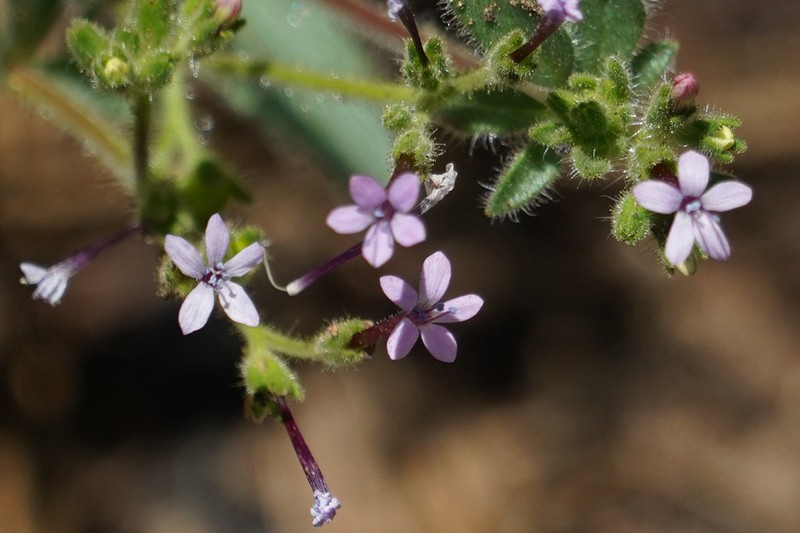 Purple False Gilyflower photo 3