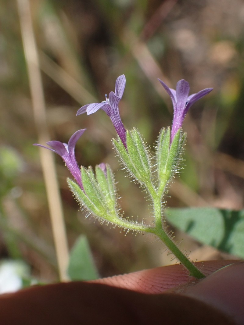 Purple False Gilyflower photo 4