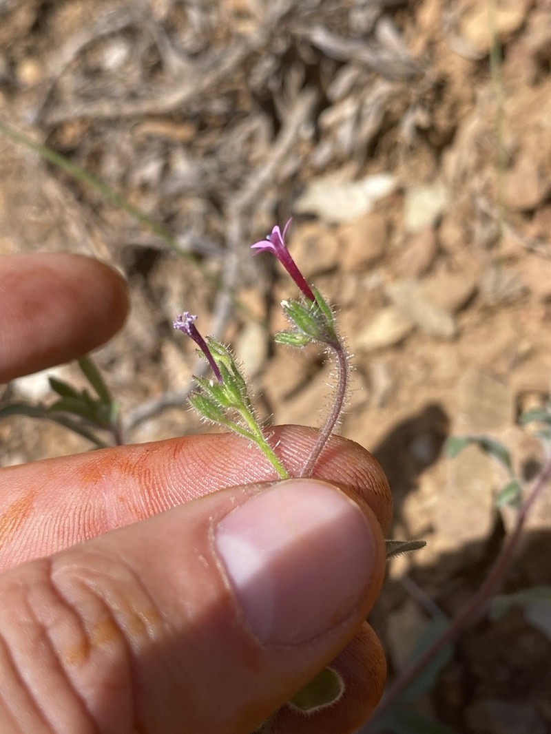 Purple False Gilyflower photo 5